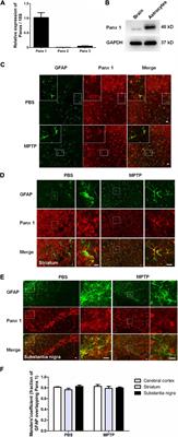 Astrocyte Pannexin 1 Suppresses LPS-Induced Inflammatory Responses to Protect Neuronal SH-SY5Y Cells